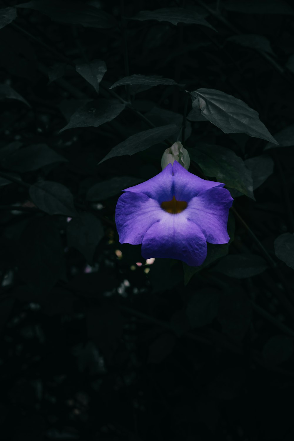 a purple flower that is in the dark