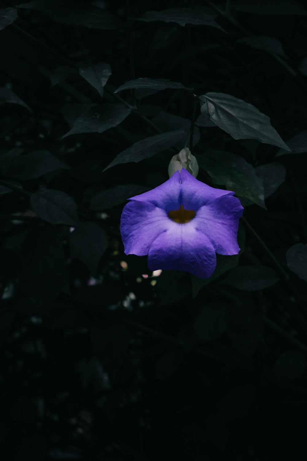 Una flor púrpura que está en la oscuridad