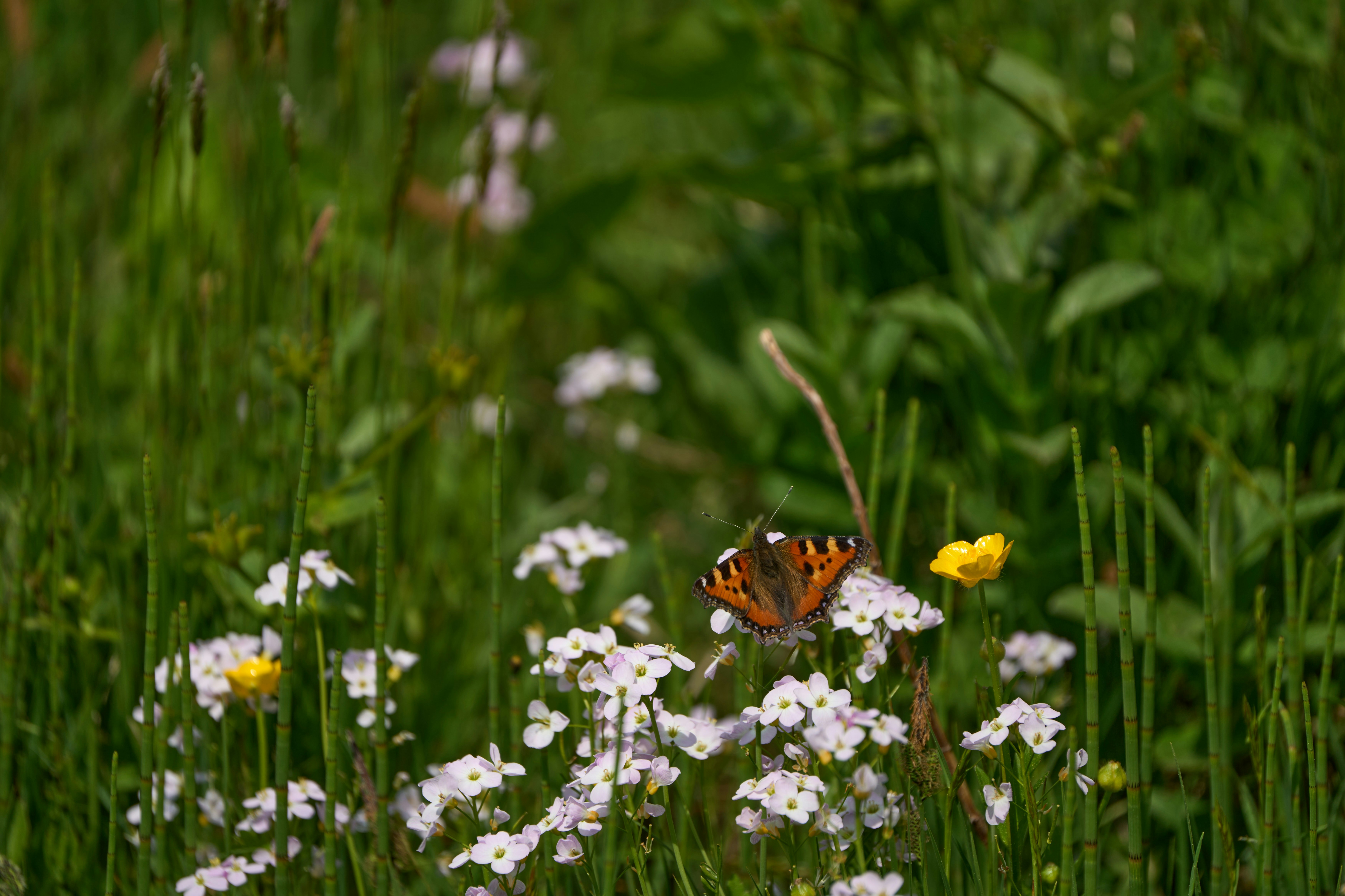 Photo by wolfgang_hasselmann