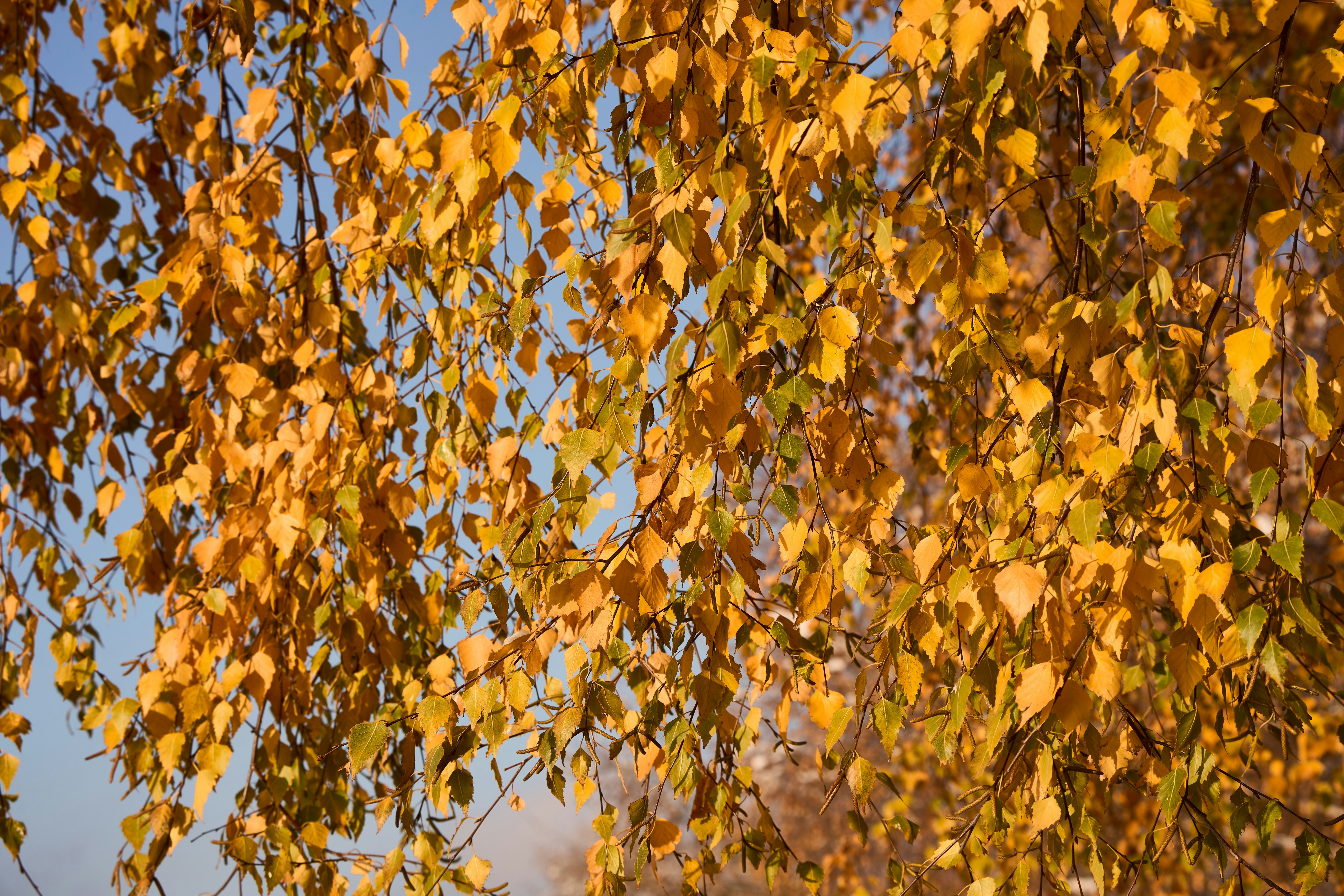 Photo by wolfgang_hasselmann