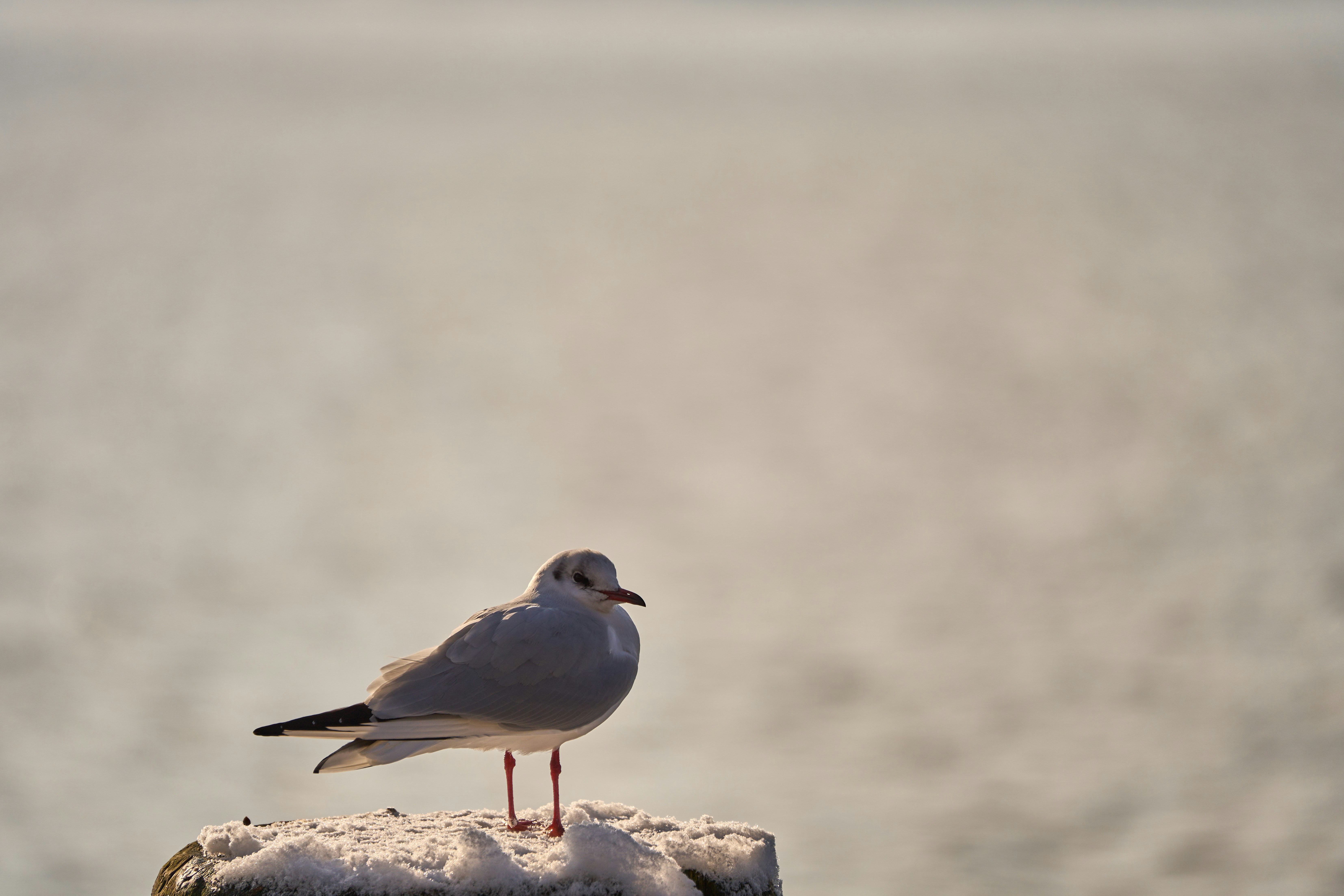 Photo by wolfgang_hasselmann