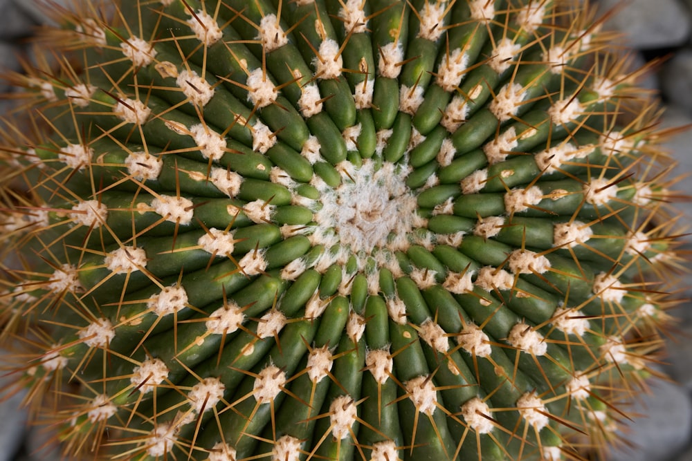 a close up view of a green cactus