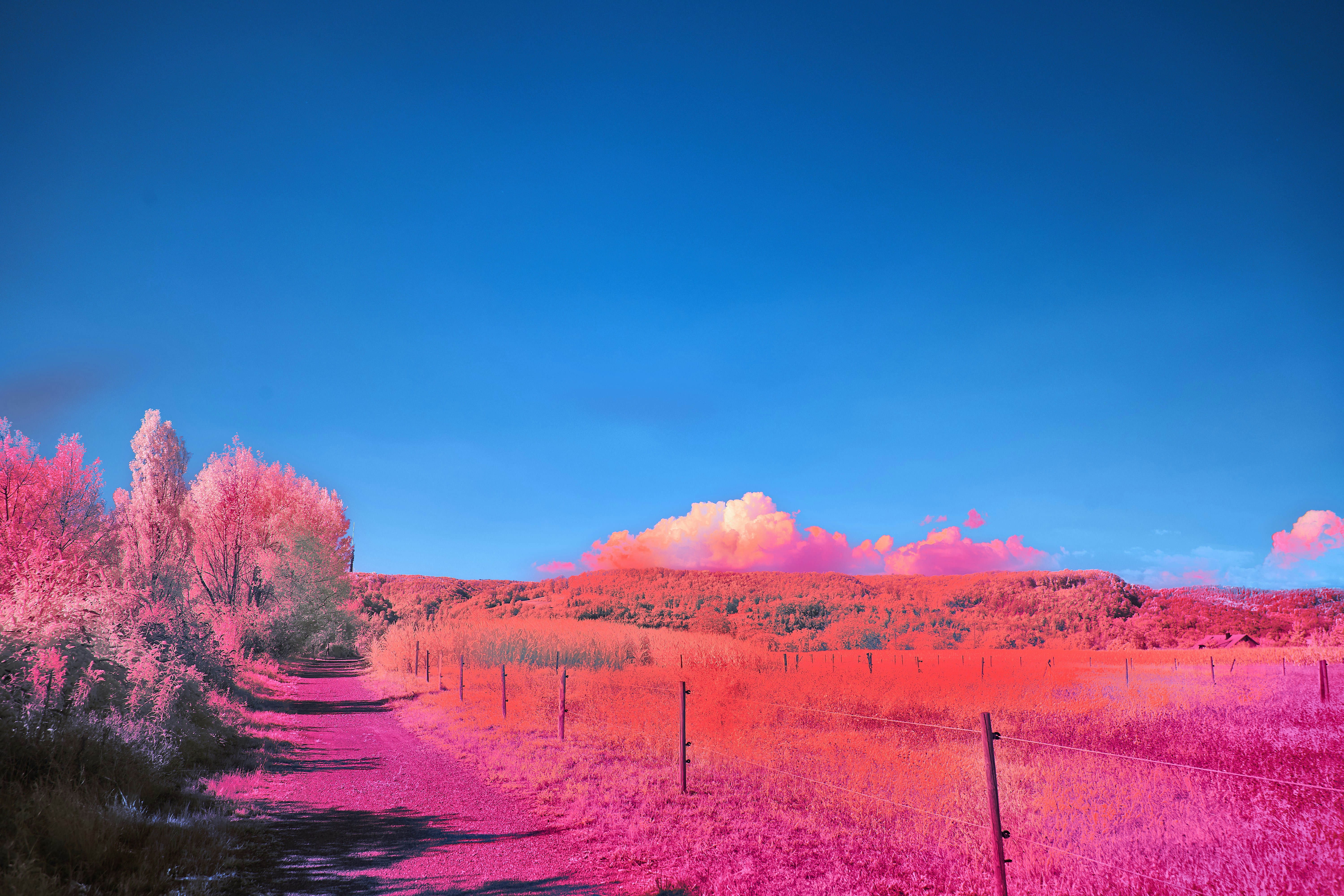 Photo by wolfgang_hasselmann