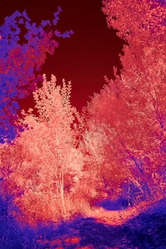 A surreal landscape with trees and foliage in vibrant, false-color hues. The leaves are predominantly red and orange, with some blue accents, creating an otherworldly scene. The path running through the image suggests a journey or exploration through this colorful forest.
