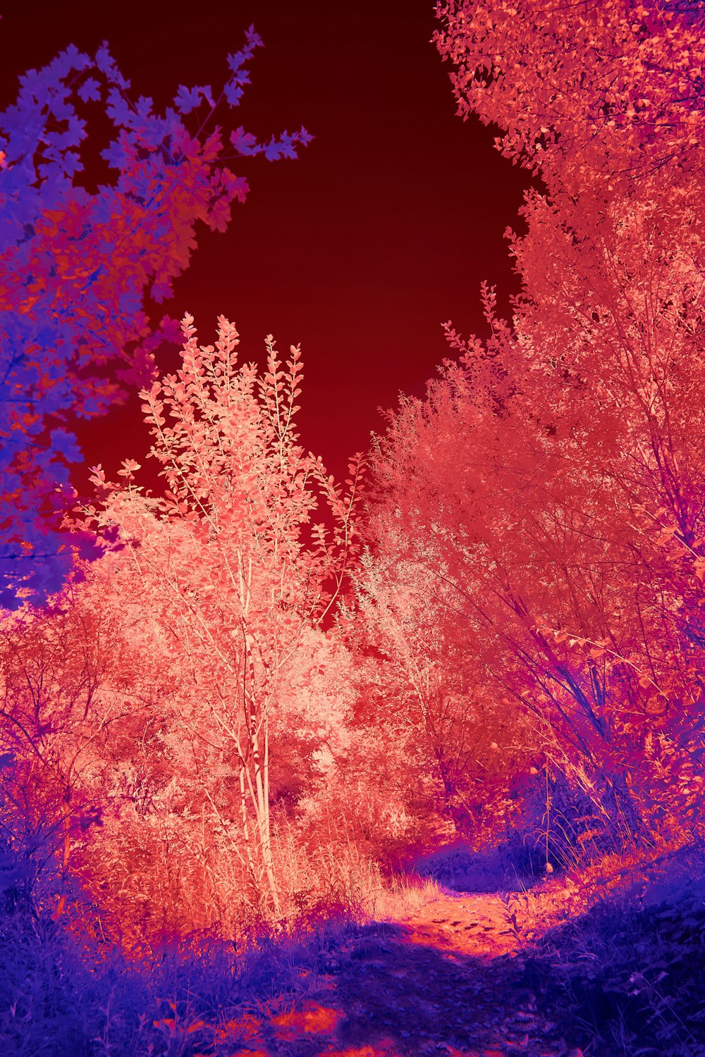 a infrared image of a path through a forest