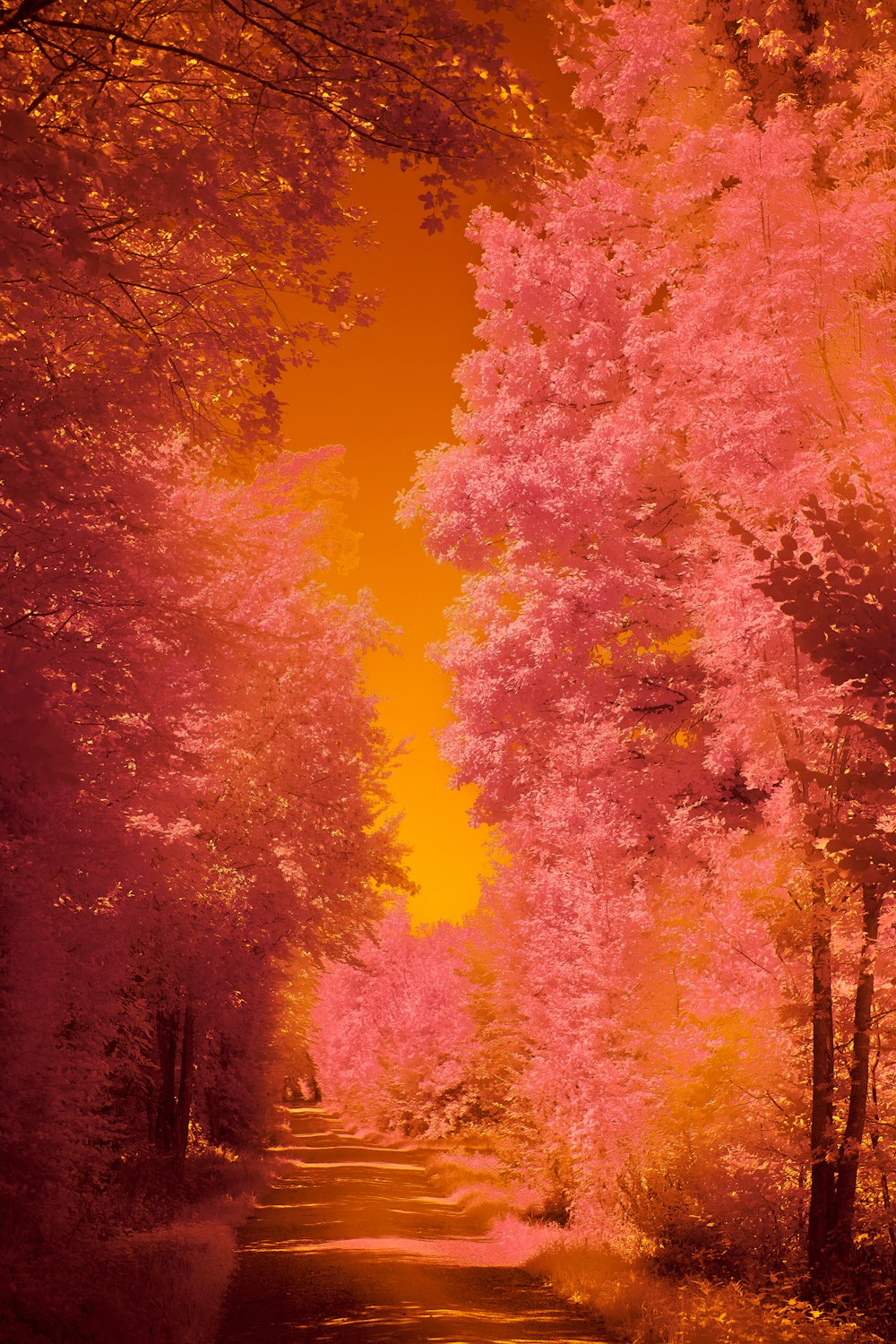 a red and yellow photo of a tree lined road