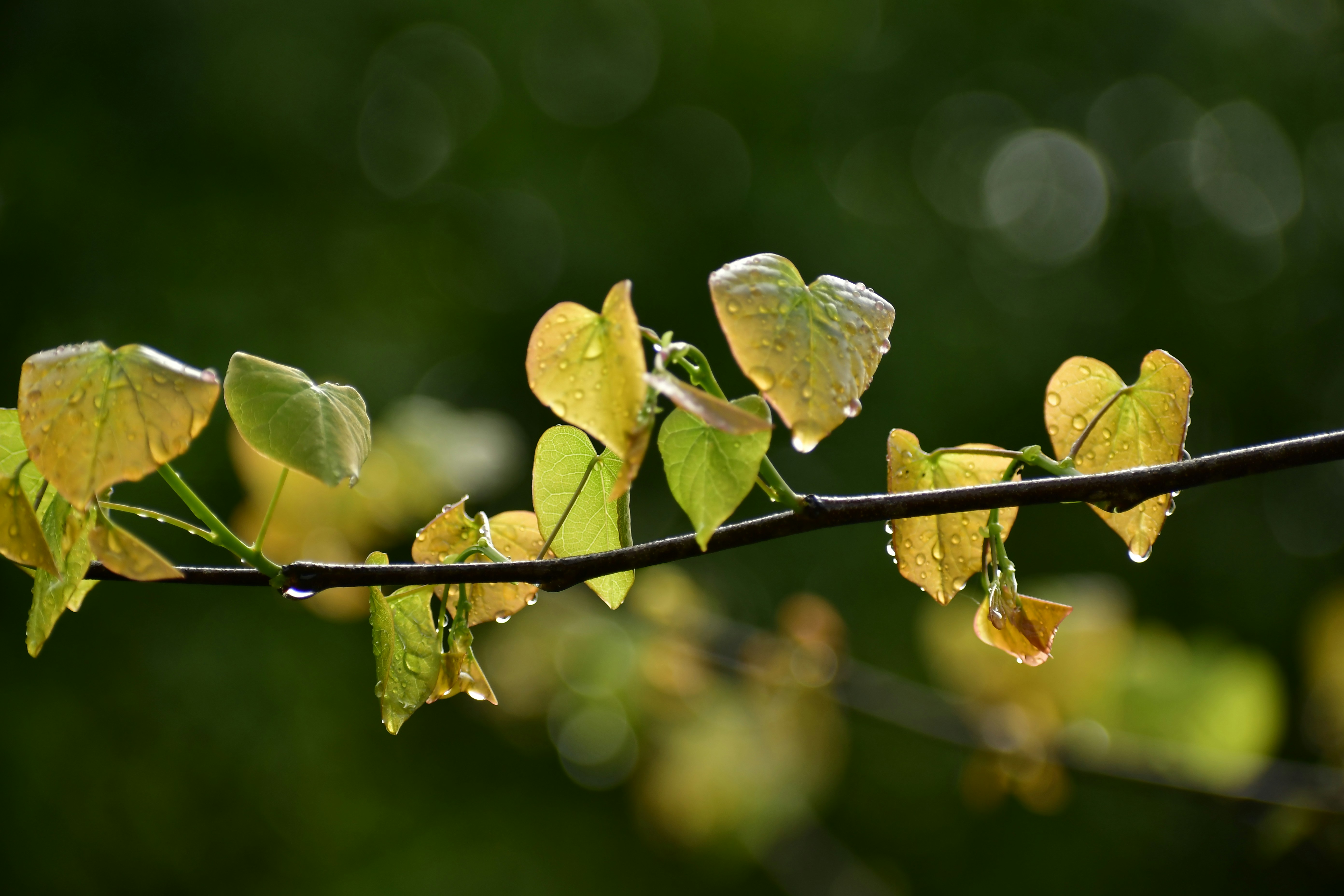 a branch with leaves and drops of water on it