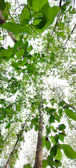 A panoramic view of a dense forest with sunlight filtering through tall trees.