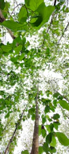 Panoramic view of the Chocó Andean cloud forest with sunlight filtering through dense foliage.