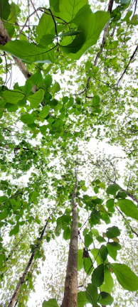 A panoramic view of a dense forest with sunlight filtering through tall trees.