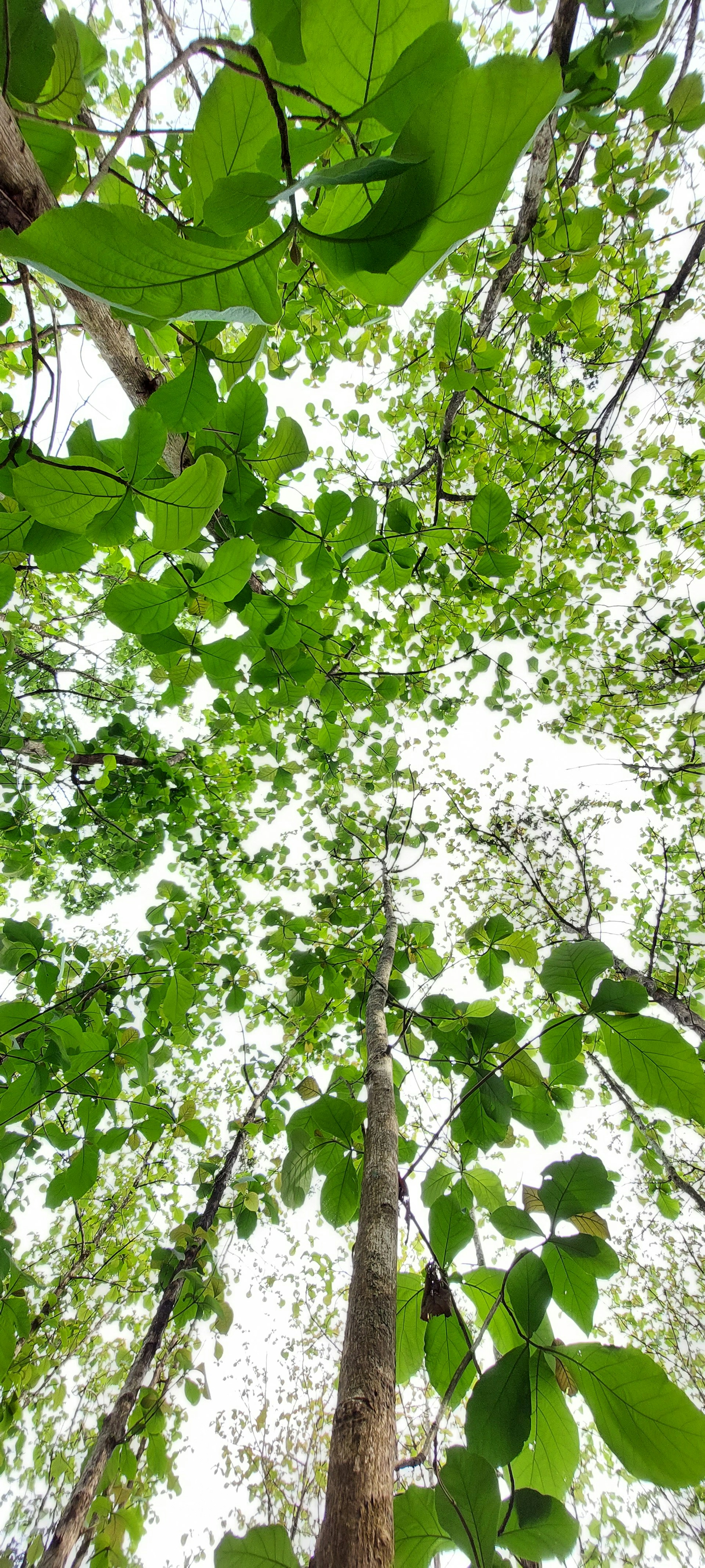 A breathtaking view of the Tulum jungle, with sunlight filtering through the dense canopy.