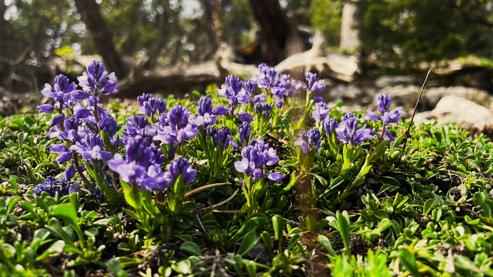 a group of purple flowers sitting on top of a lush green field