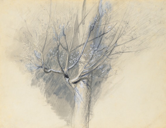 A detailed sketch showing the trunk and branches of a tree. The tree's structure is depicted with intricate pencil and watercolor work, highlighting the texture and form. The background remains soft and muted, allowing the tree to be the focal point.