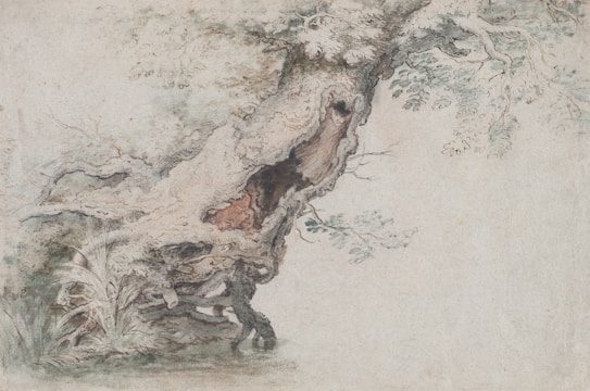 A detailed sketch of an ancient, gnarled tree with a hollow trunk. The texture of the bark is artistically depicted with an emphasis on age and decay. Surrounding foliage is sparse, with a few delicate leaves and wisps of grass, adding a sense of solitude and quiet beauty.