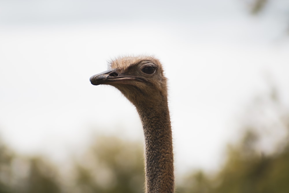 an ostrich looking at the camera with trees in the background