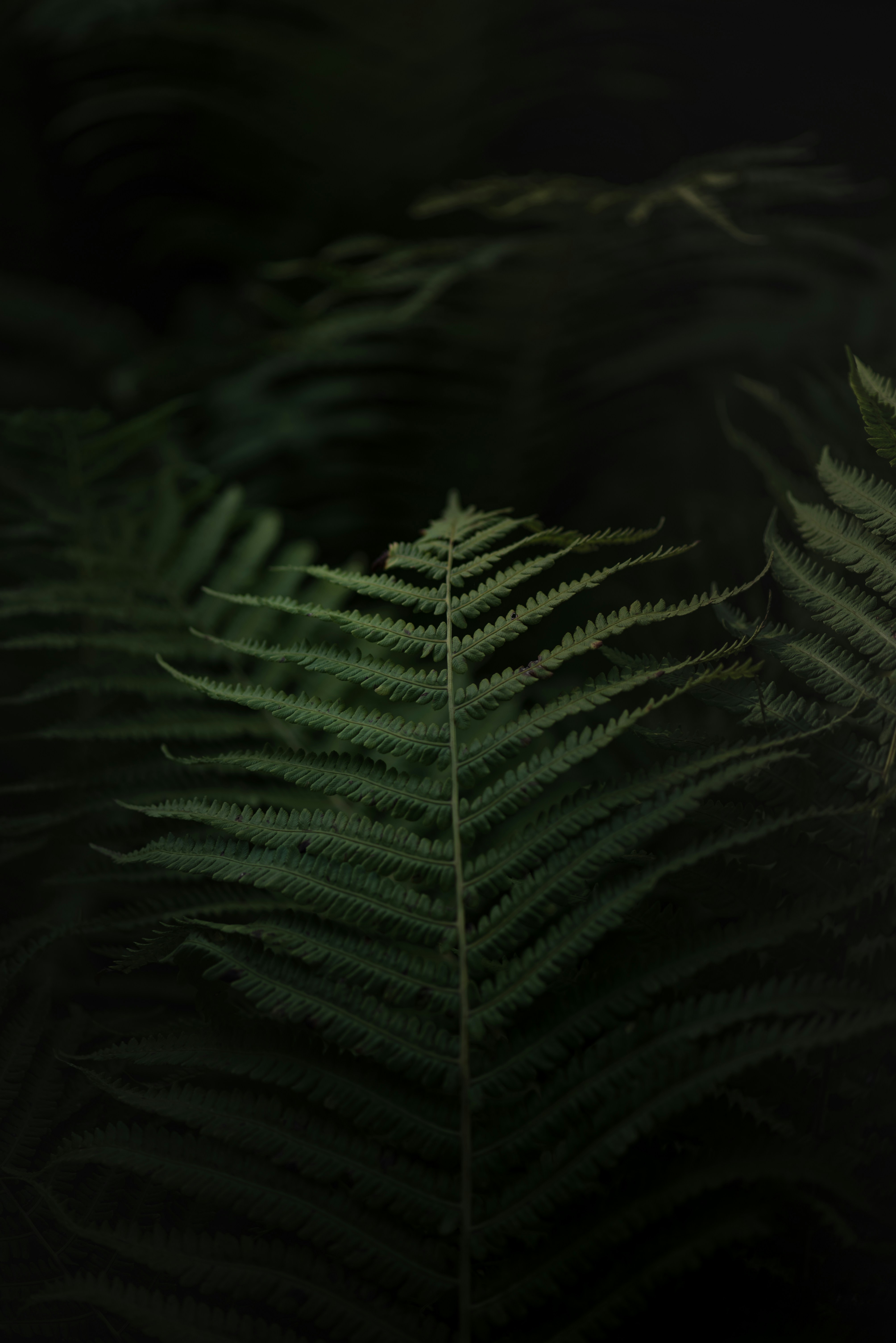 Photo by albulenapanduri