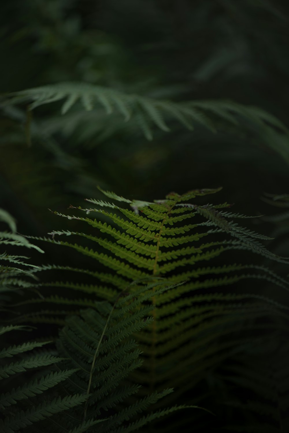 a close up of a fern leaf in a forest