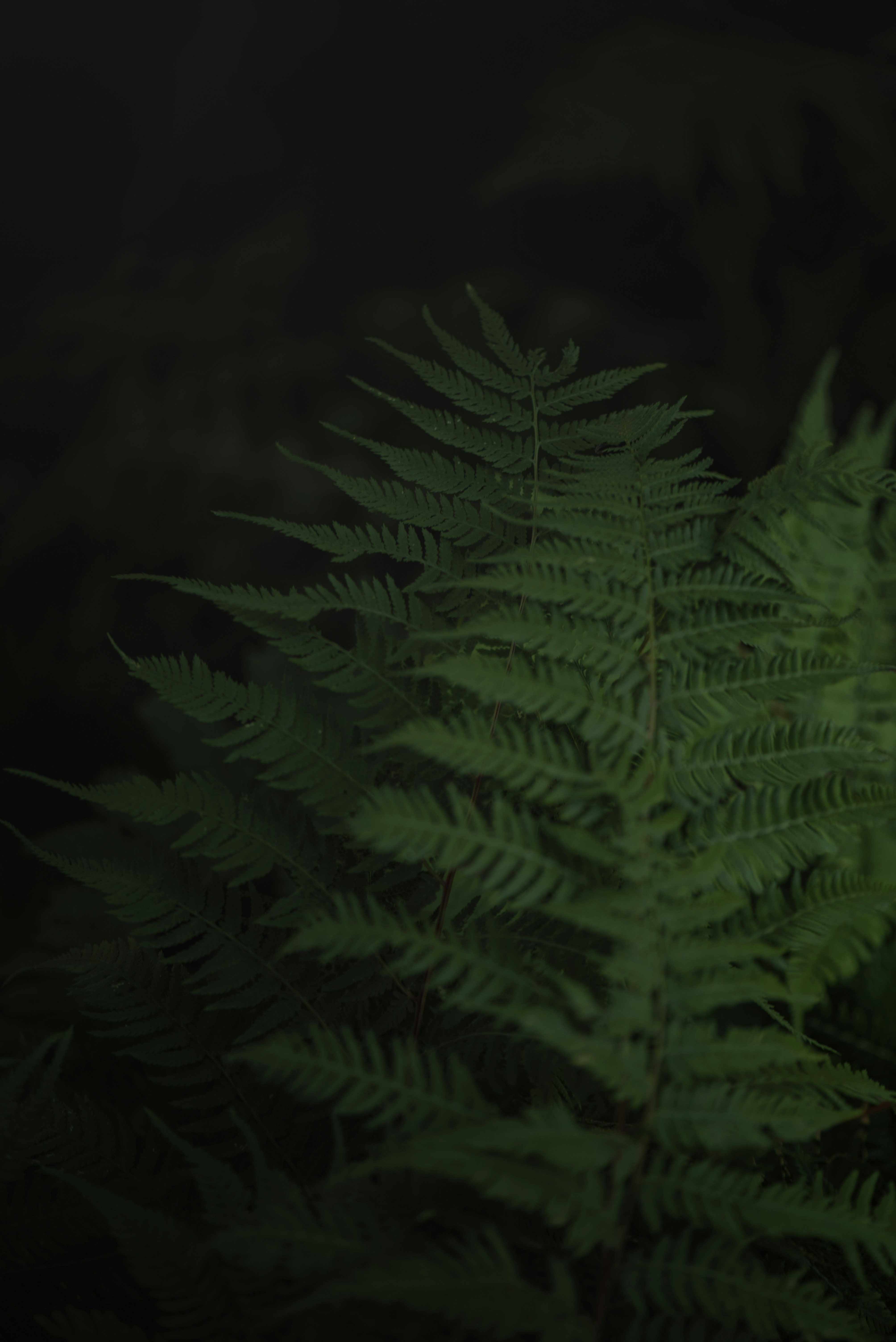 Photo by albulenapanduri