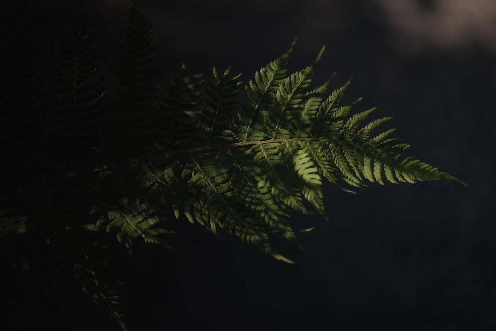 a close up of a fern leaf on a dark background