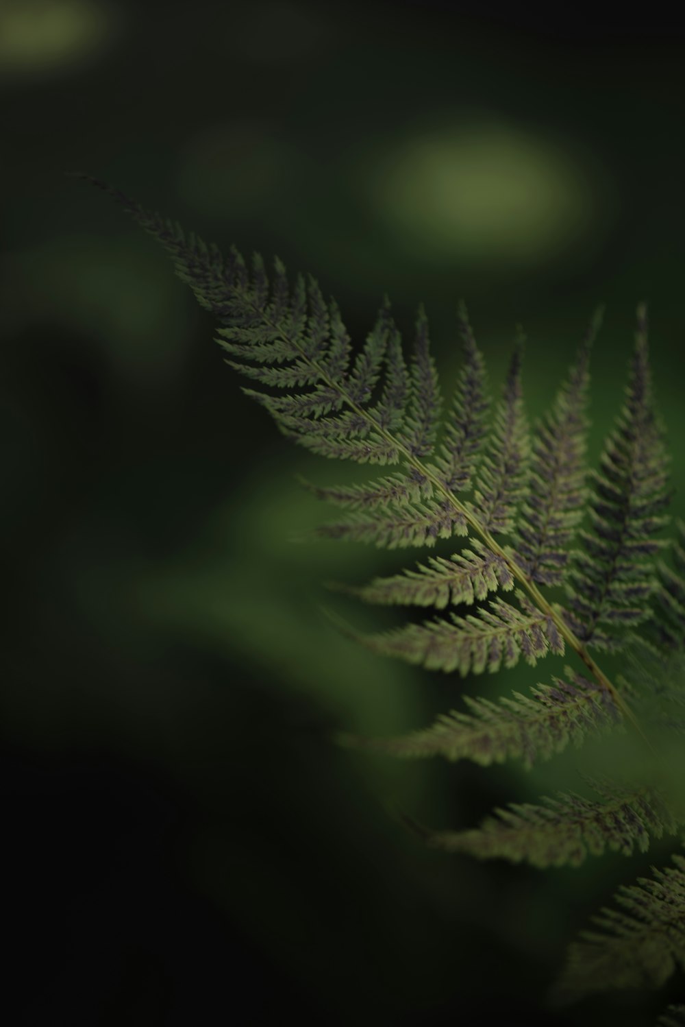 a close up of a green leaf with blurry background