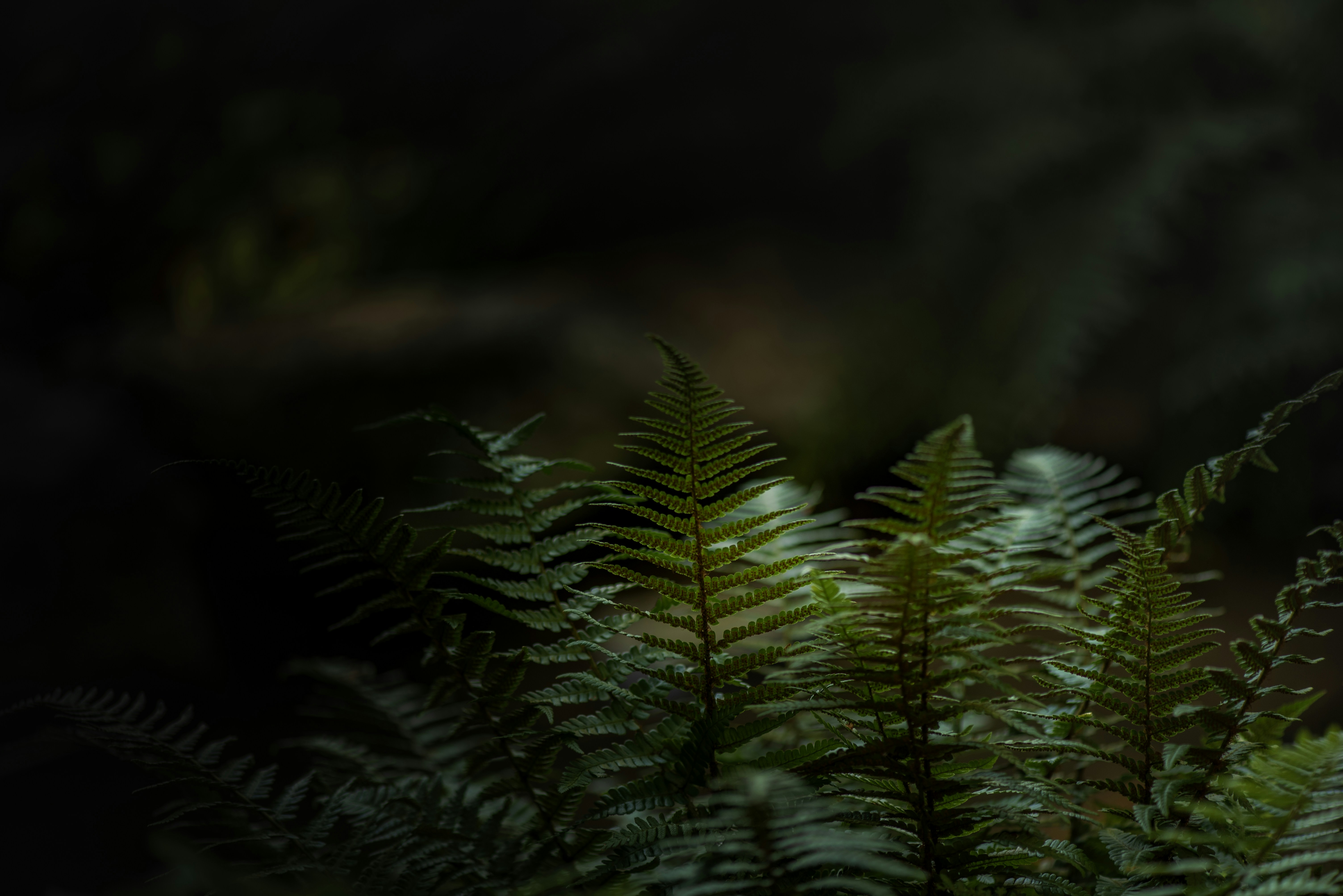 Photo by albulenapanduri