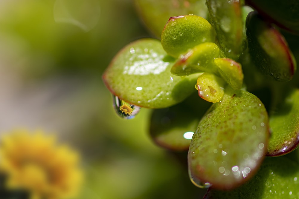 a green plant with drops of water on it