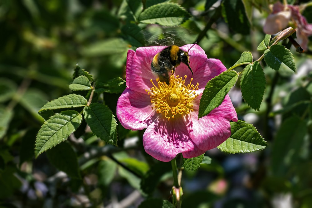 a bee on a pink flower with green leaves