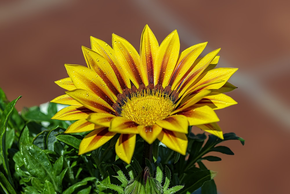 a yellow and red flower with green leaves