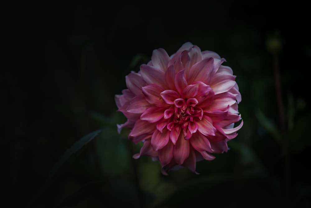 a pink flower with a dark background
