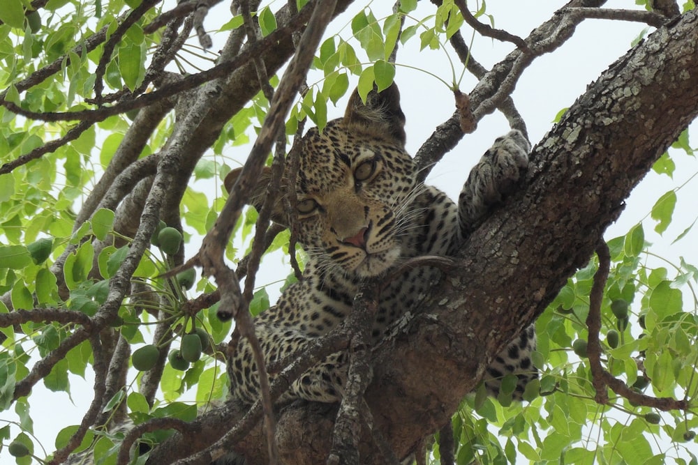 Un leopardo è seduto su un albero a guardare la telecamera