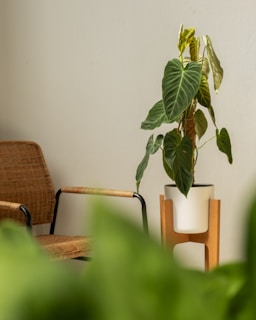 A cozy living room corner featuring a lush green indoor foliage plant on a wooden side table.
