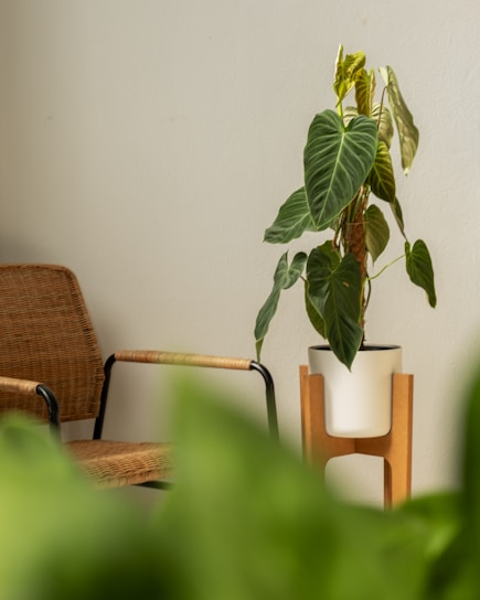 A cozy living room corner featuring a lush green indoor foliage plant on a wooden side table.