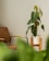 A cozy living room corner featuring a tall wooden plant stand filled with lush green plants.