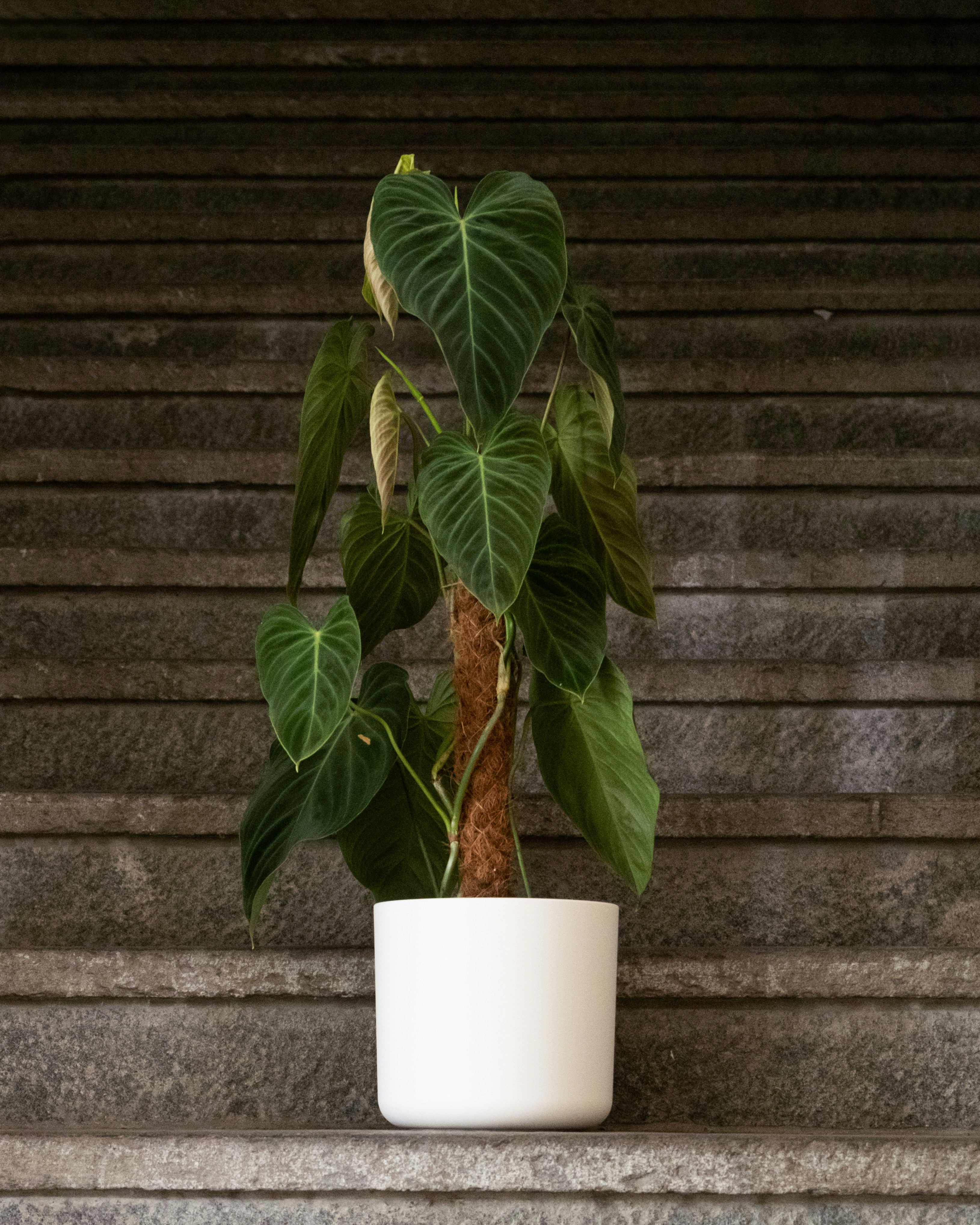 Photo by feeypflanzen