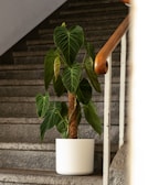 Smiling mover carrying a large potted plant down a staircase with steady steps.