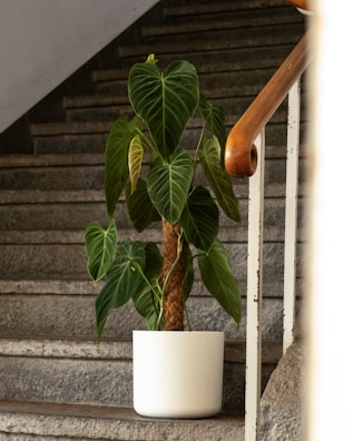 Smiling mover carrying a large potted plant down a staircase with steady steps.