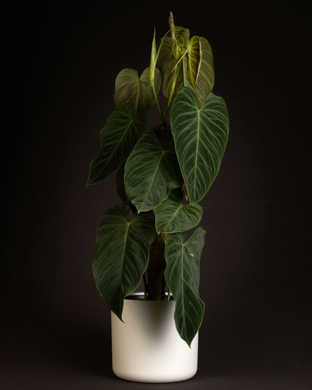 una pianta in vaso con foglie verdi su uno sfondo nero