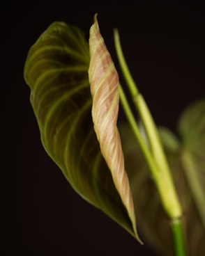 a close up of a plant with a black background