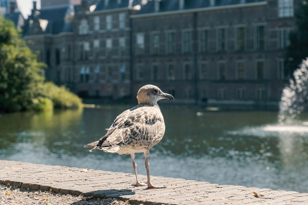 a seagull stands on a brick ledge near a pond