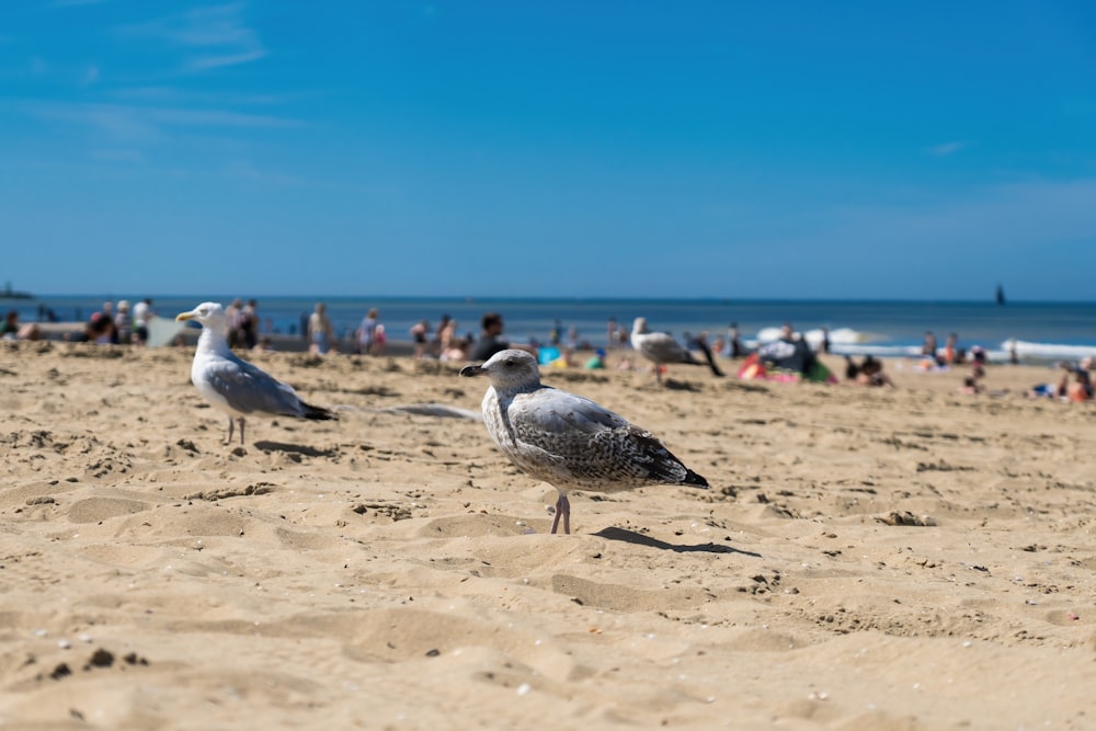 a group of seagulls standing on top of a sandy beach