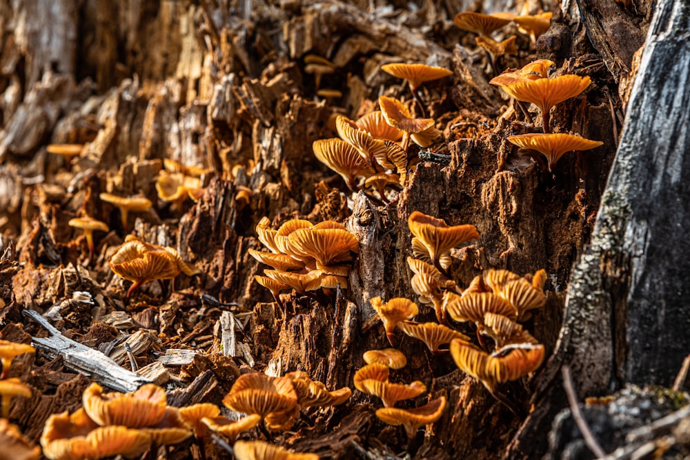 um grupo de cogumelos crescendo em um toco de árvore