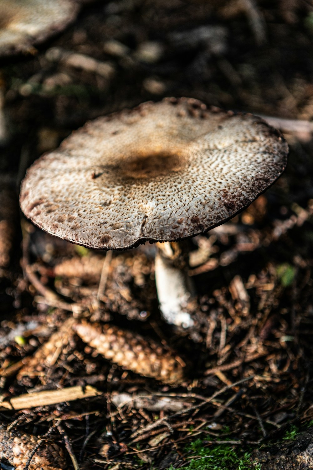 a close up of a mushroom on the ground