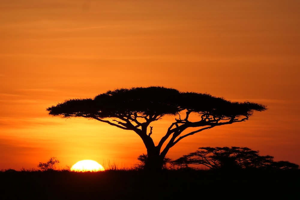 the sun is setting behind a tree in the wild