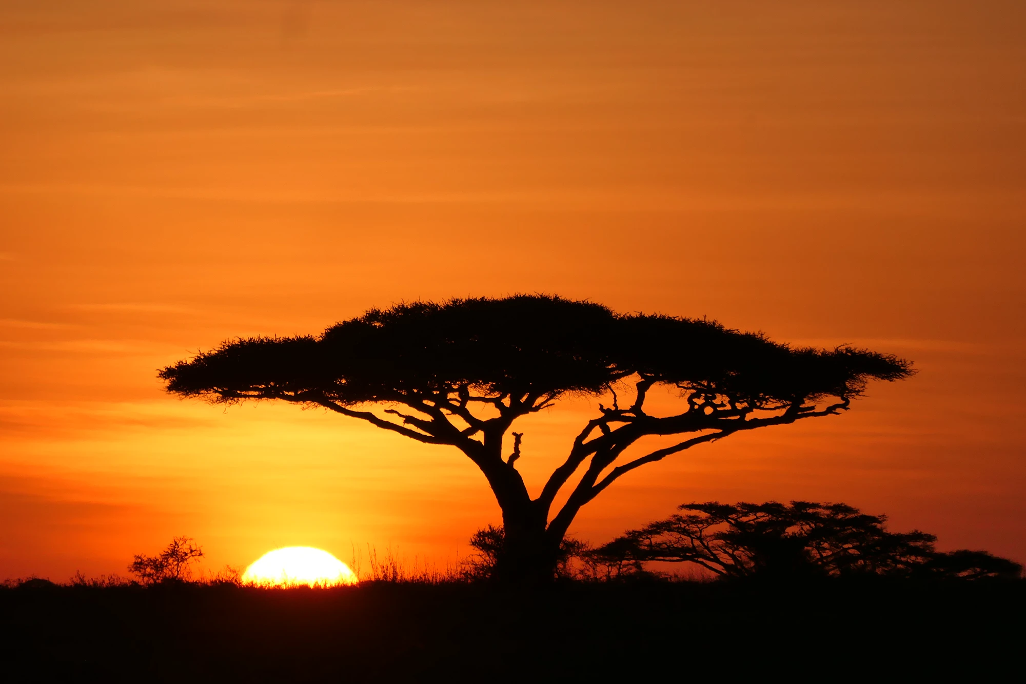 Breathtaking Kenyan savannah and majestic wildlife scenes - Premium Kenya travel guide, safari insights, and luxury destination notes by Swallow's Notes