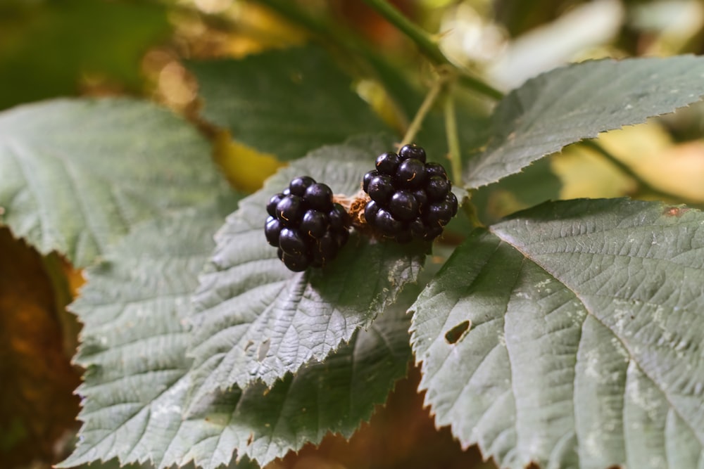 a couple of black berries sitting on top of a green leaf