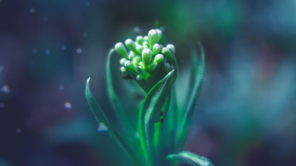 a close up of a green flower with drops of water