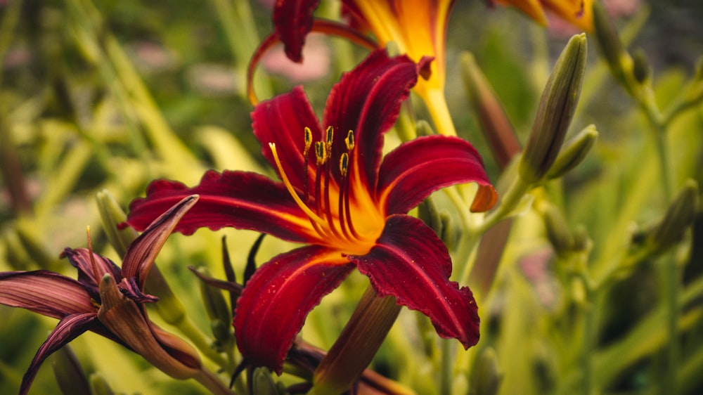 a close up of a red and yellow flower