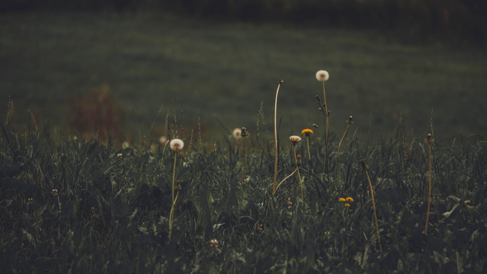 a grassy field with dandelions in the foreground