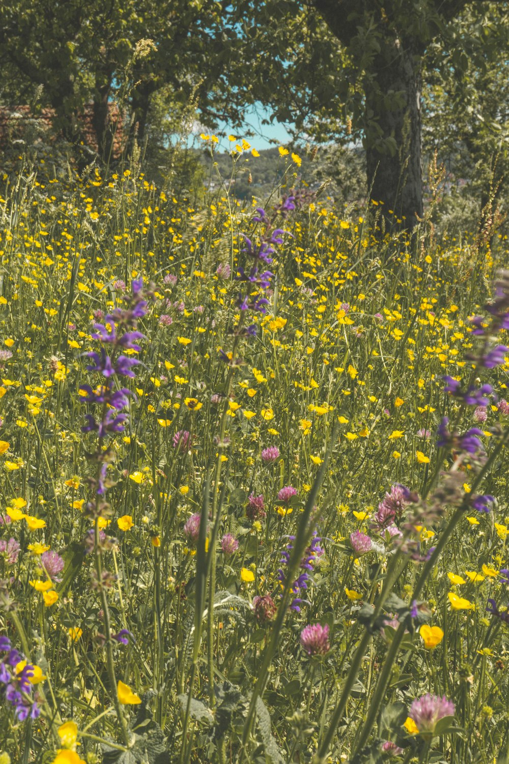 a field of wildflowers with trees in the background