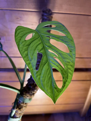 Close-up of a vibrant Monstera leaf with natural light highlighting its texture.